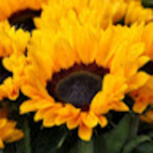 Meet your Posher, Coltrane